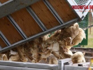 Wabah Flu Burung H5 Menyebar hingga Australia, Seluruh Benua Kini Terdampak