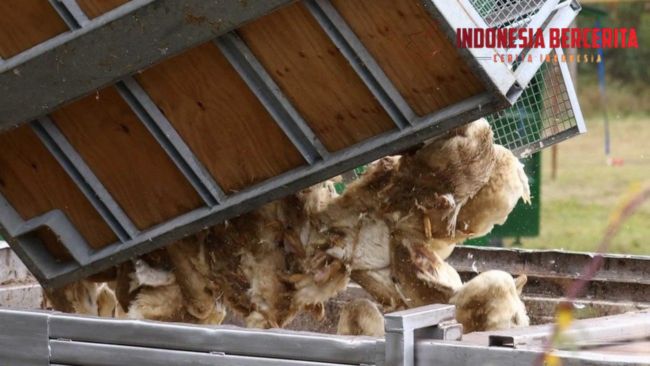 Wabah Flu Burung H5 Menyebar hingga Australia, Seluruh Benua Kini Terdampak